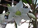 Eucharis lily